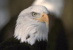 Closeup of American Bald Eagle head.