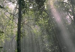 Photo of hardwood veneer tree.
